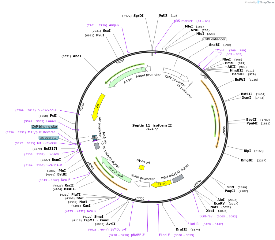 120315-plasmid-map-sequence-id-233719