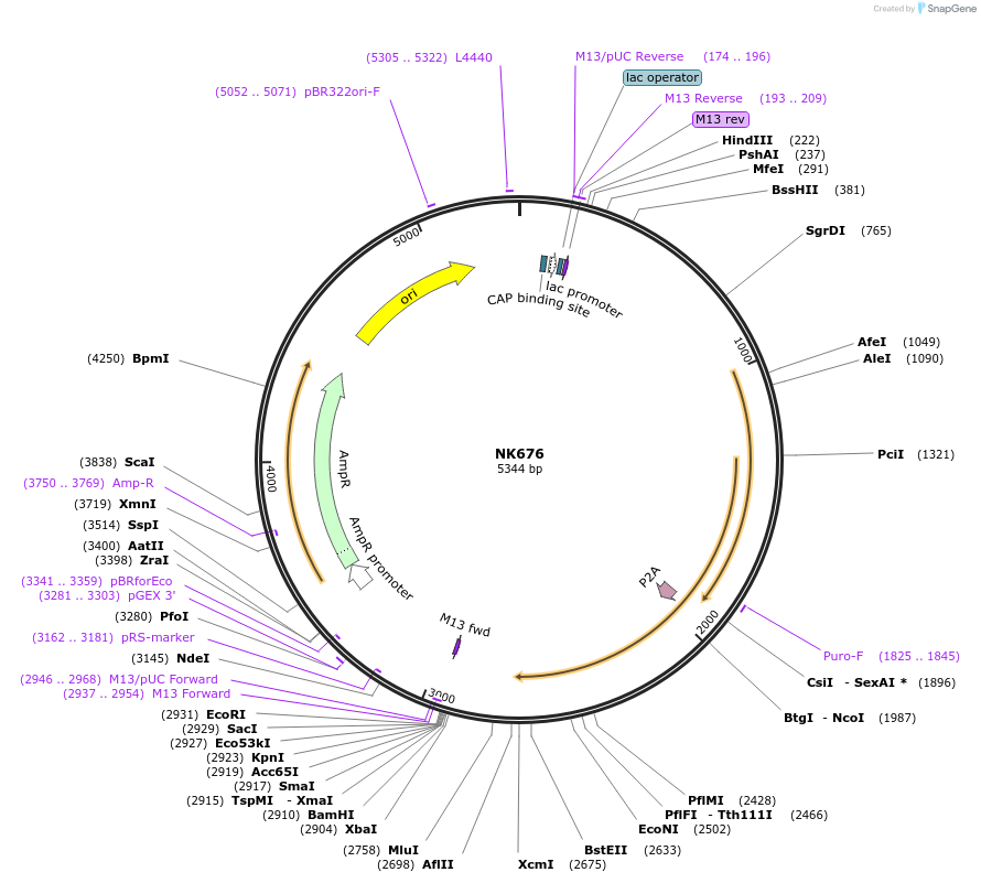 120852-plasmid-map-sequence-id-233741