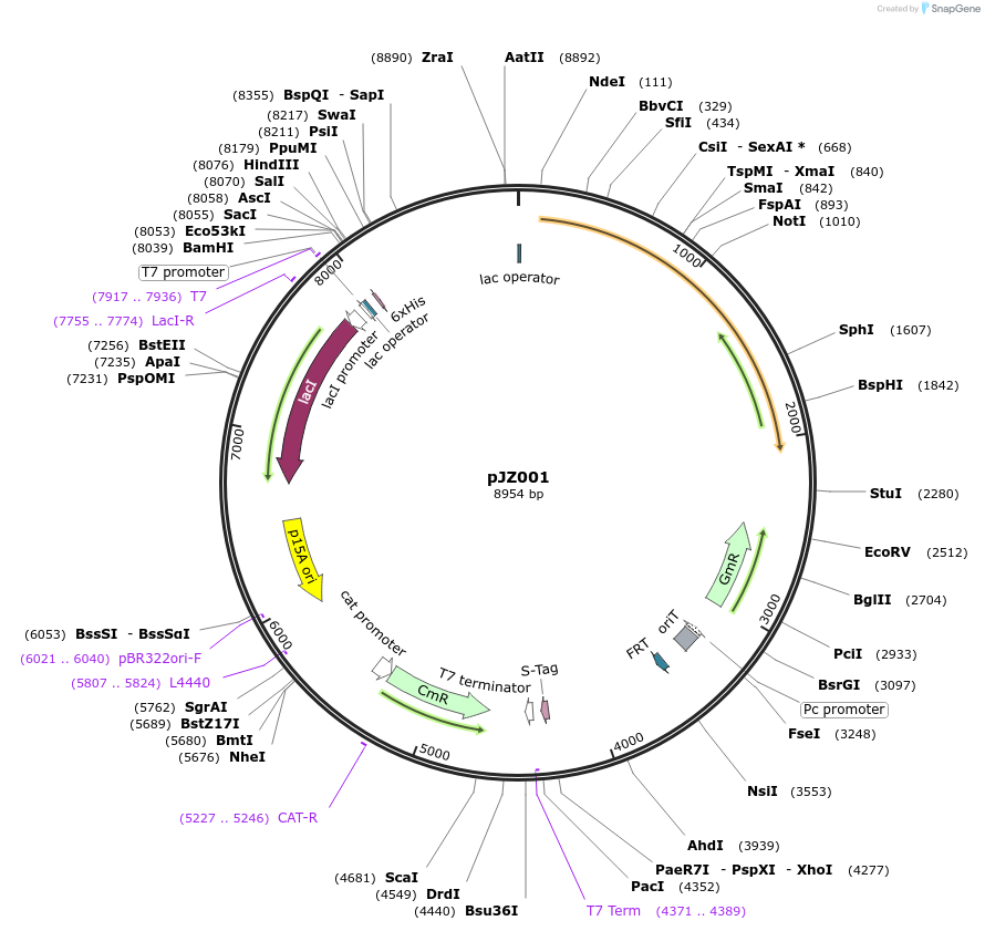 120230-plasmid-map-sequence-id-233743