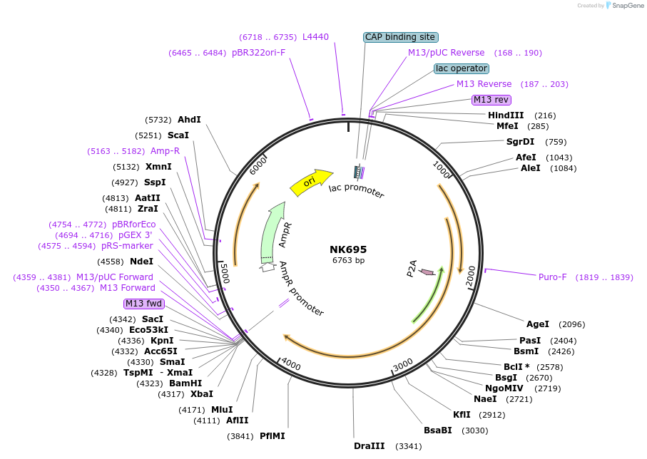 120854-plasmid-map-sequence-id-233744