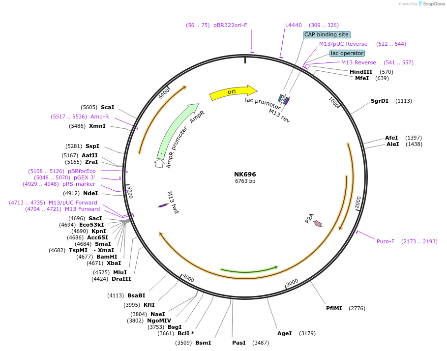 120855-plasmid-map-sequence-id-233745