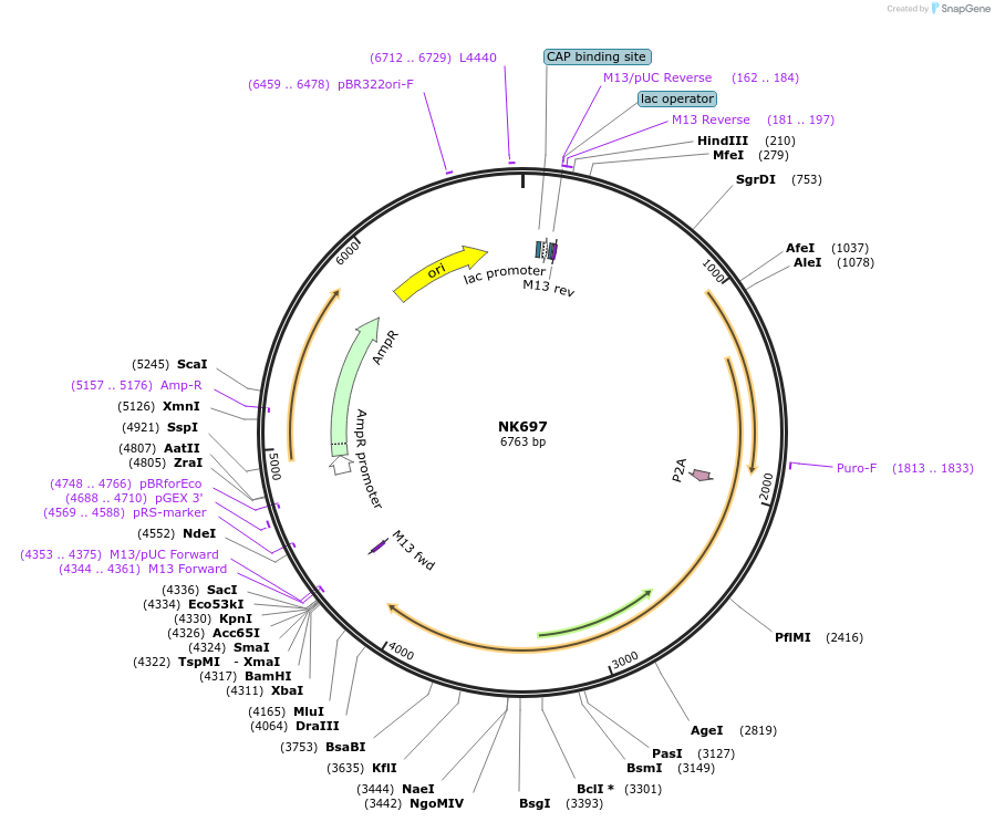 120856-plasmid-map-sequence-id-233746