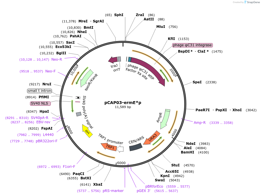 120234-plasmid-map-sequence-id-233748