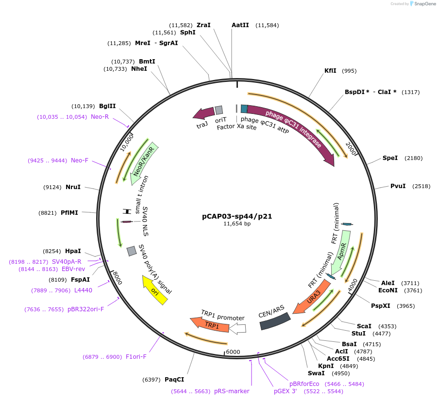 120232-plasmid-map-sequence-id-233750