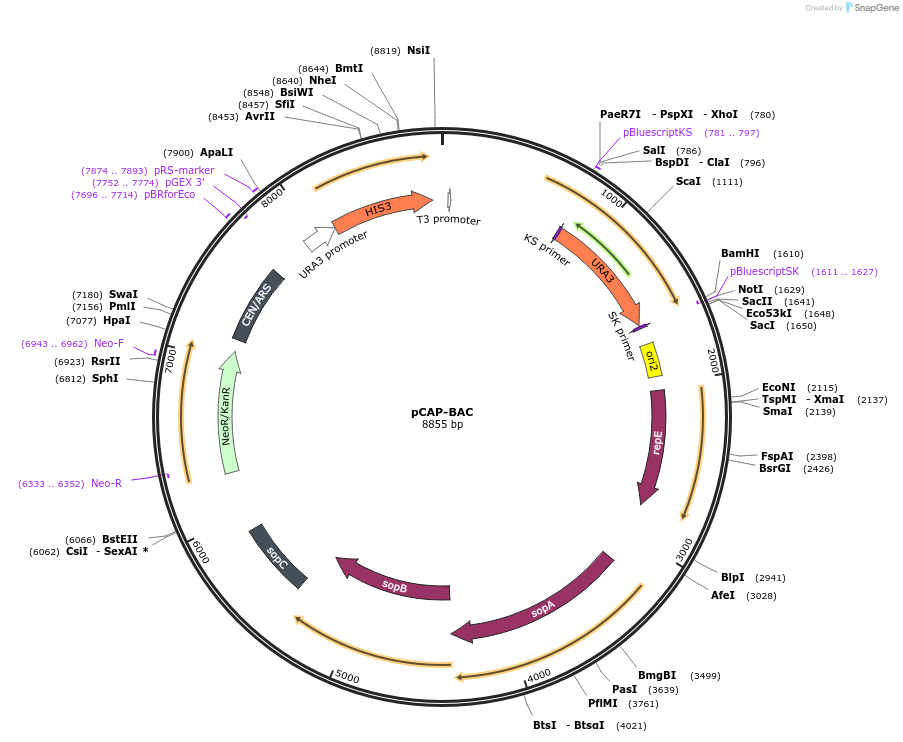 120229-plasmid-map-sequence-id-233765