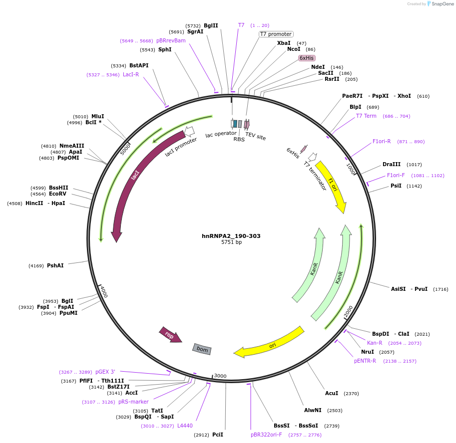 118822-plasmid-map-sequence-id-233767