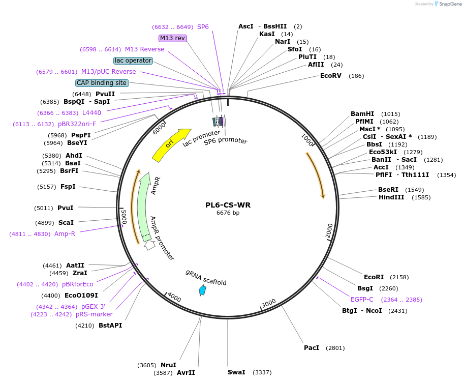 122512-plasmid-map-sequence-id-233775
