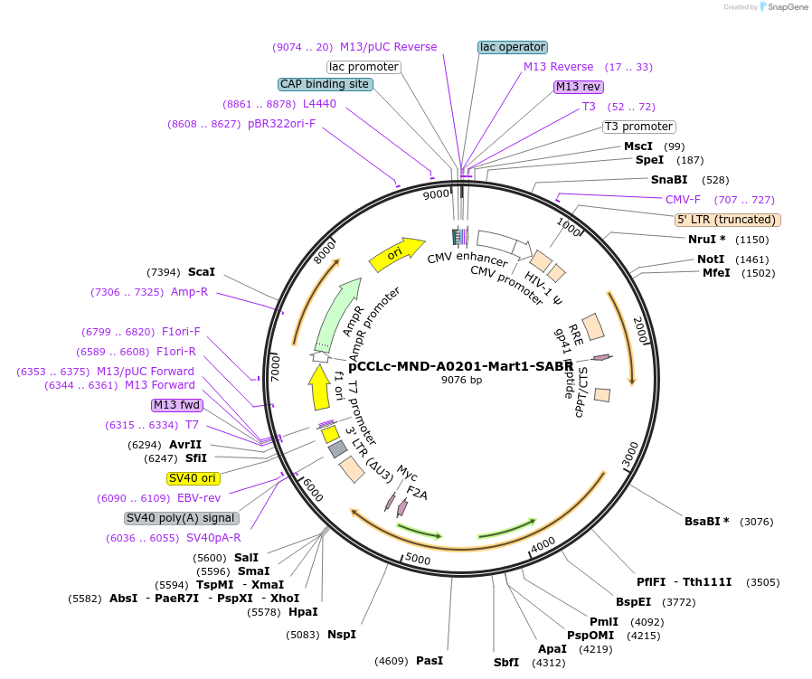 119052-plasmid-map-sequence-id-233784
