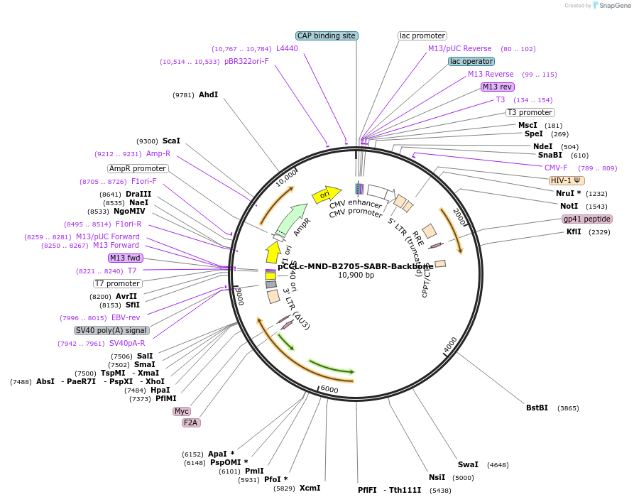 119051-plasmid-map-sequence-id-233785