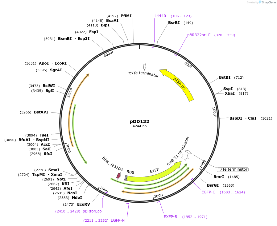 119885-plasmid-map-sequence-id-233787