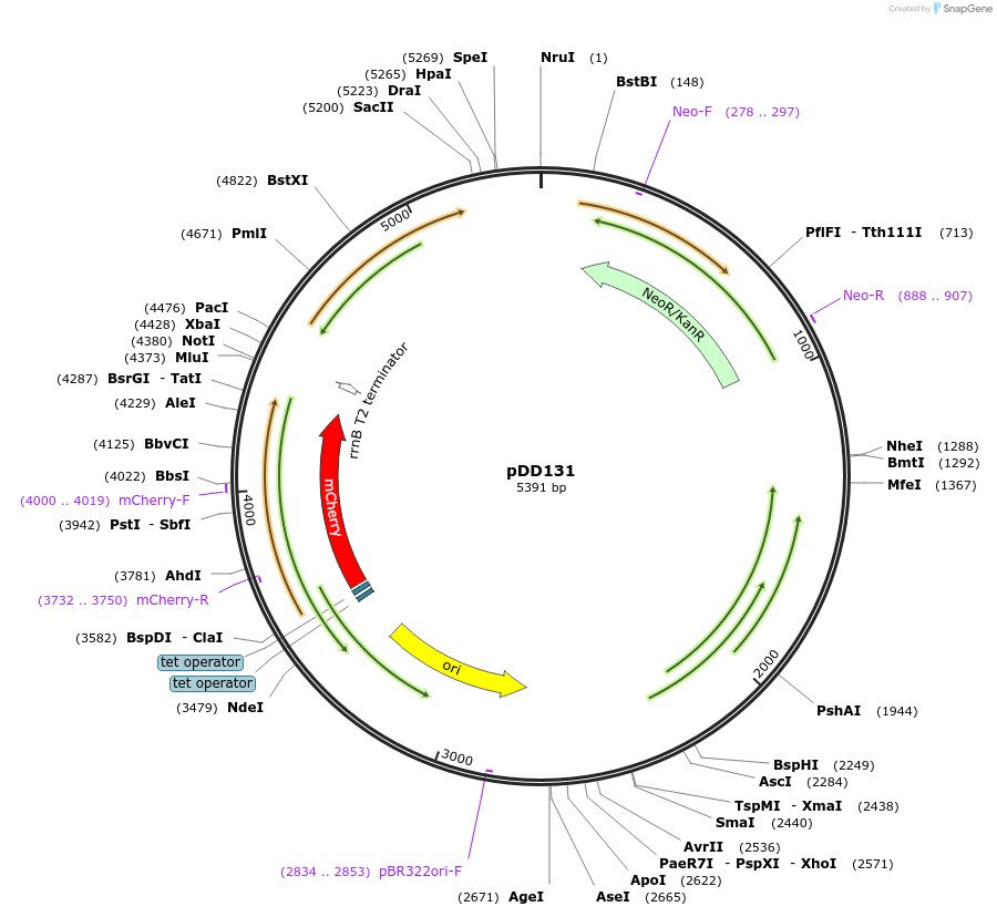 119886-plasmid-map-sequence-id-233788