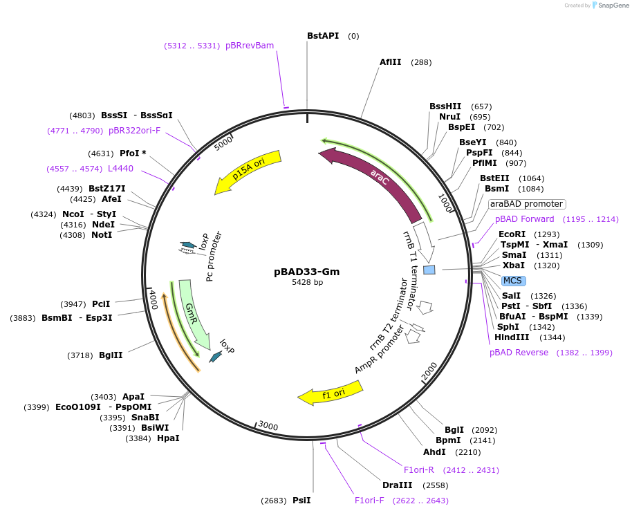 65098-plasmid-map-sequence-id-233791