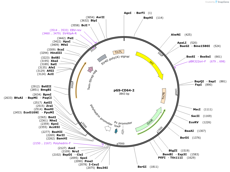 109191-plasmid-map-sequence-id-233794