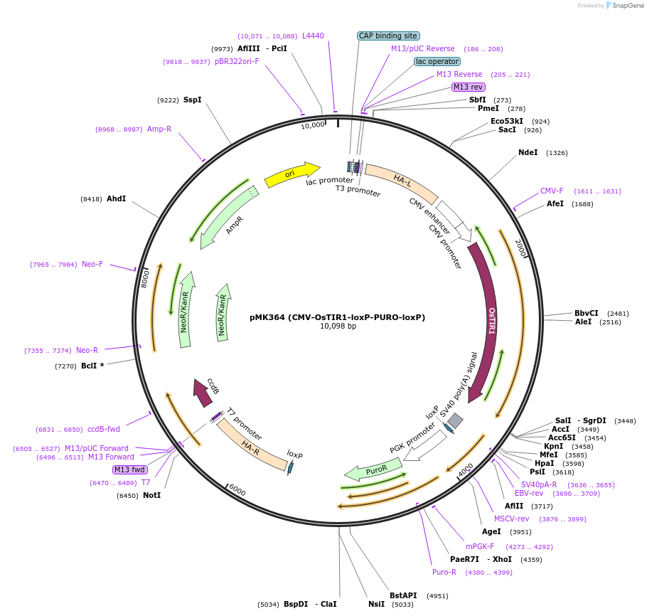 121184-plasmid-map-sequence-id-233795