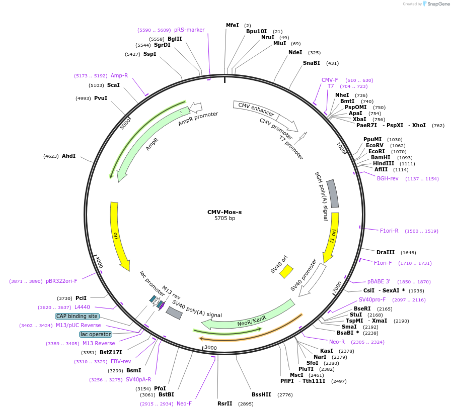 120525-plasmid-map-sequence-id-233801