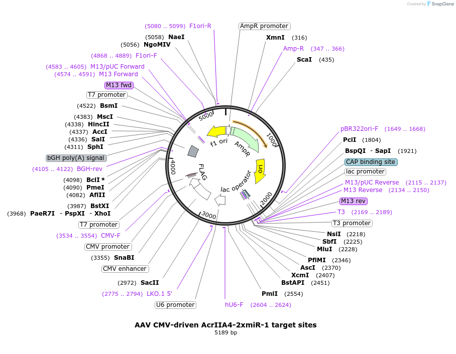 120299-plasmid-map-sequence-id-233813
