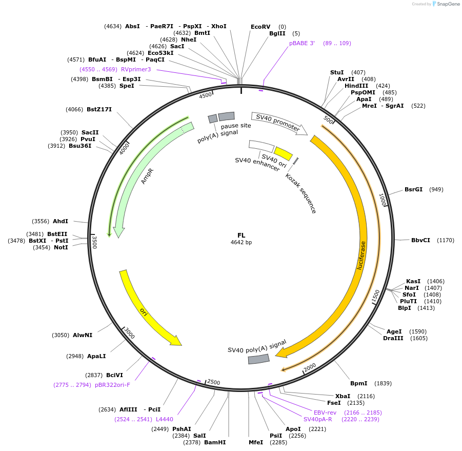 120522-plasmid-map-sequence-id-233814
