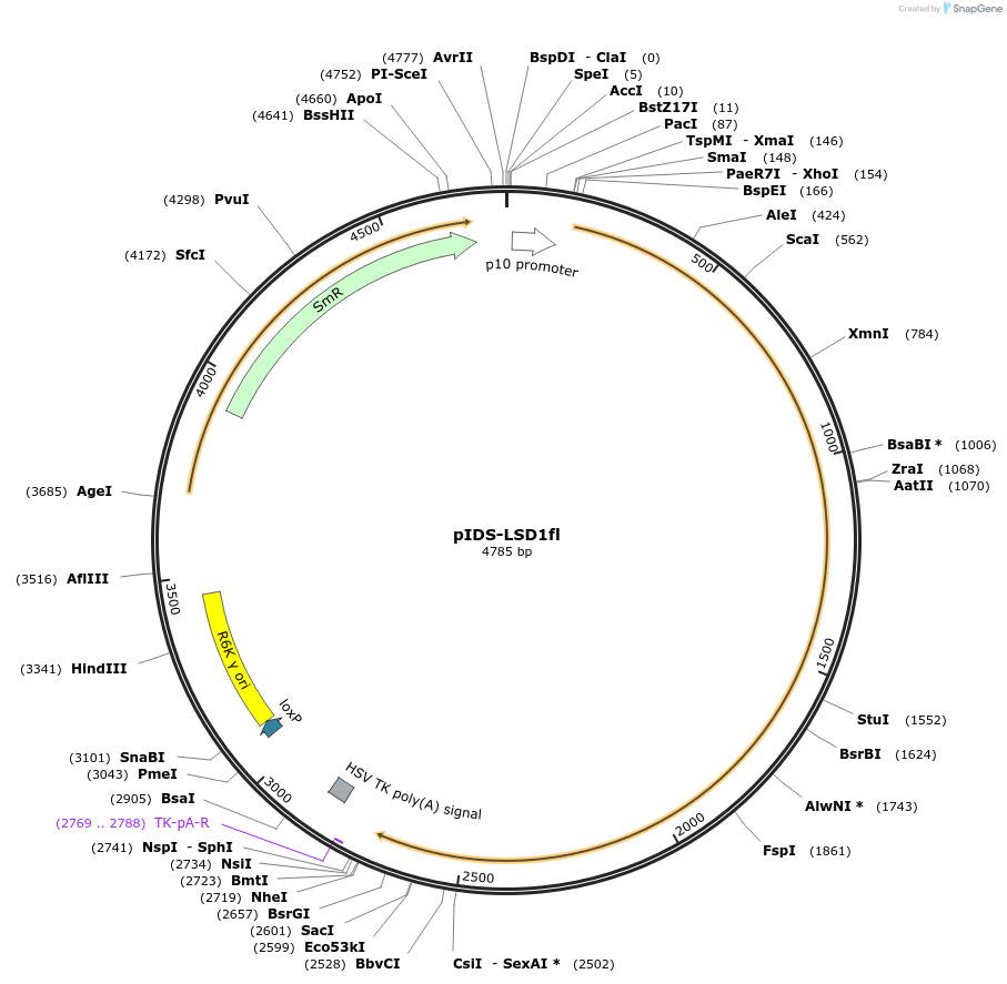 109157-plasmid-map-sequence-id-233815