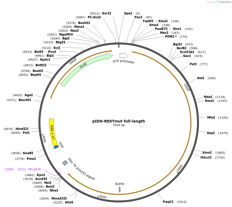 109162-plasmid-map-sequence-id-233818