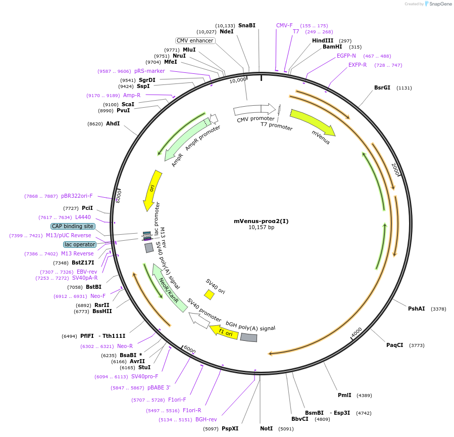 119838-plasmid-map-sequence-id-233844