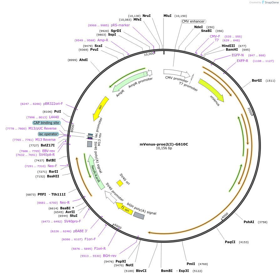 119839-plasmid-map-sequence-id-233845