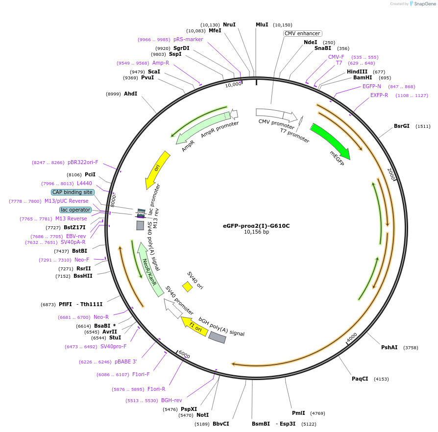 119827-plasmid-map-sequence-id-233848