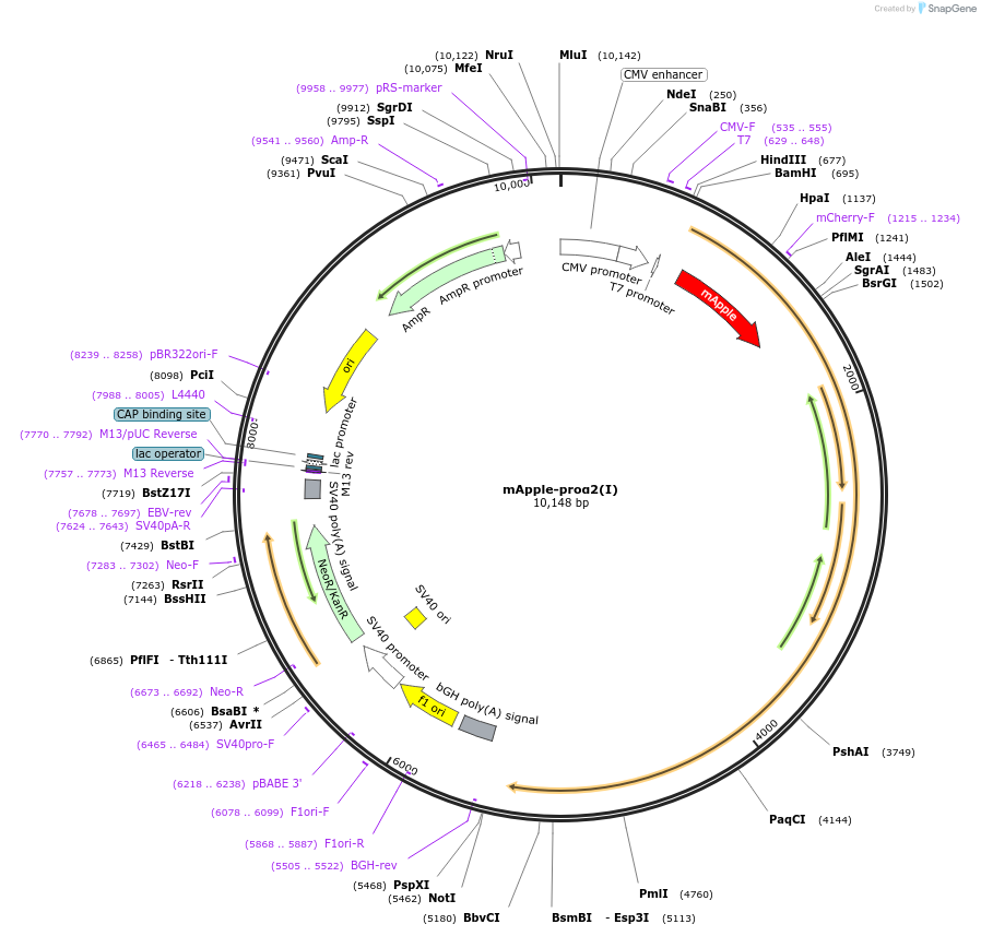 119840-plasmid-map-sequence-id-233865