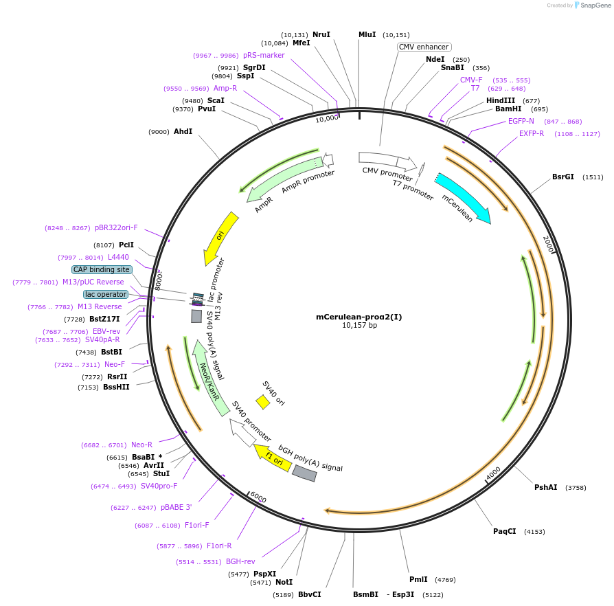 119836-plasmid-map-sequence-id-233866