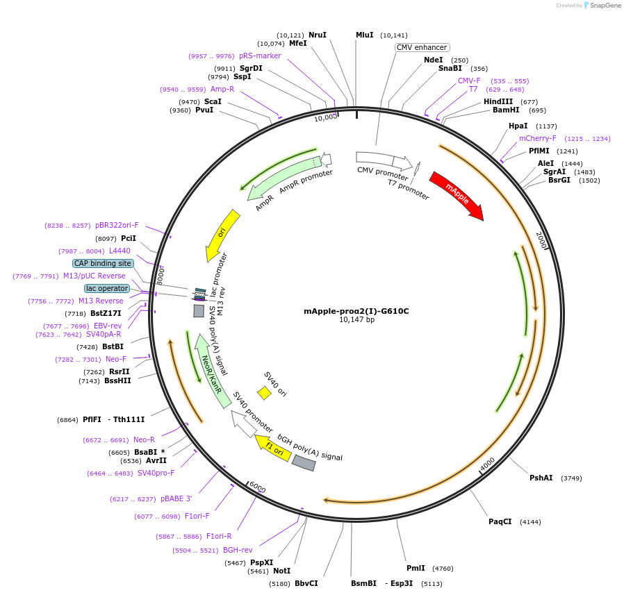 119841-plasmid-map-sequence-id-233868