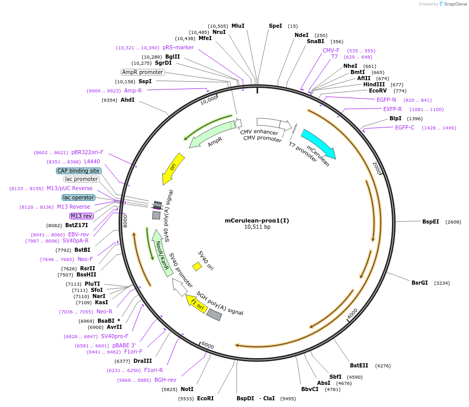119842-plasmid-map-sequence-id-233869