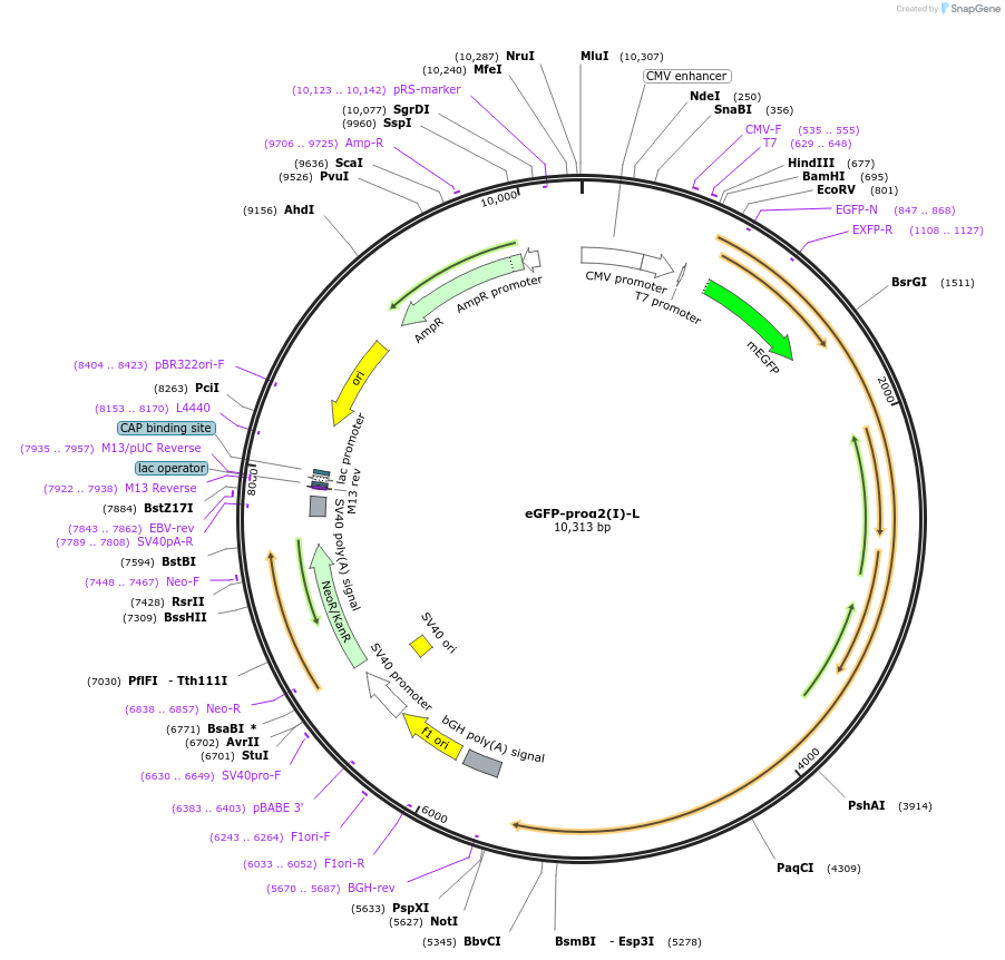 120160-plasmid-map-sequence-id-233870