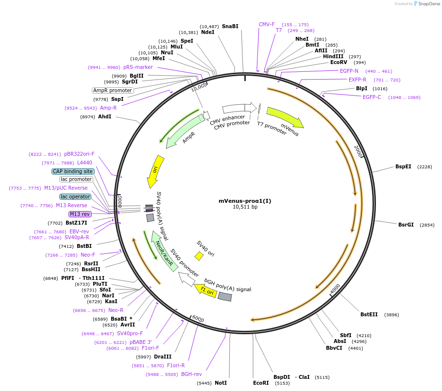 119845-plasmid-map-sequence-id-233871