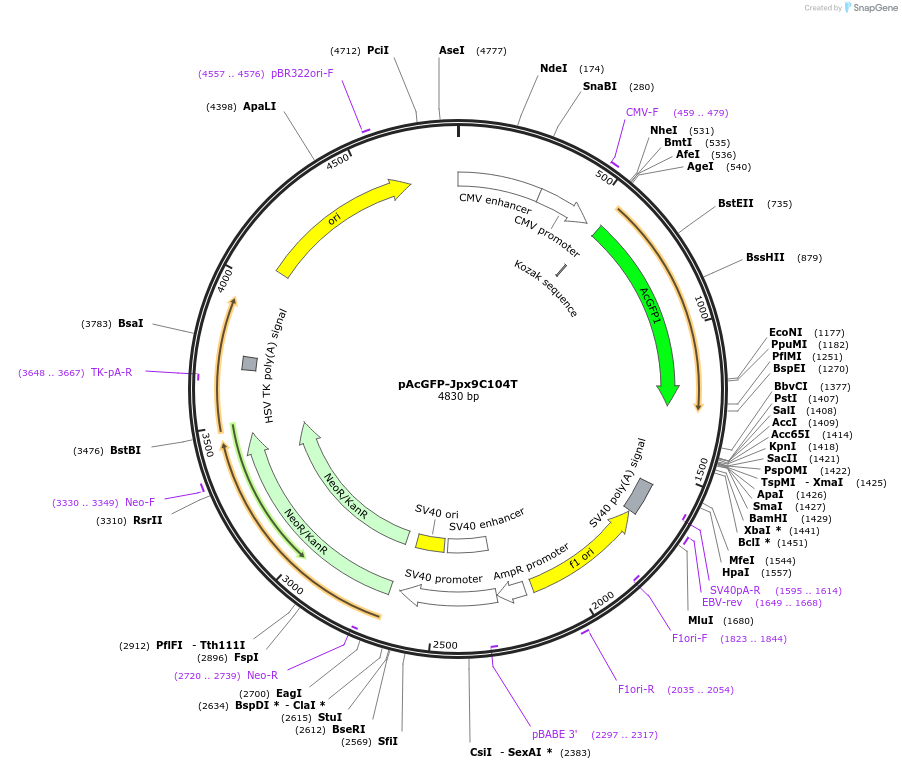 120381-plasmid-map-sequence-id-233873