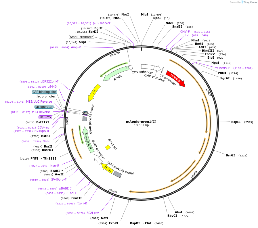 119844-plasmid-map-sequence-id-233910