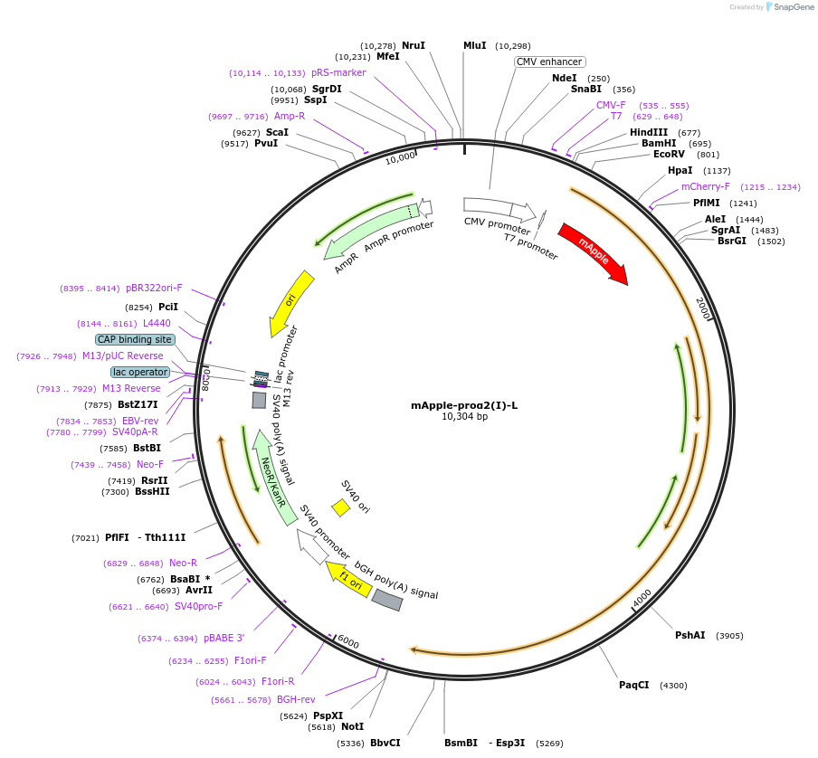 120161-plasmid-map-sequence-id-233911