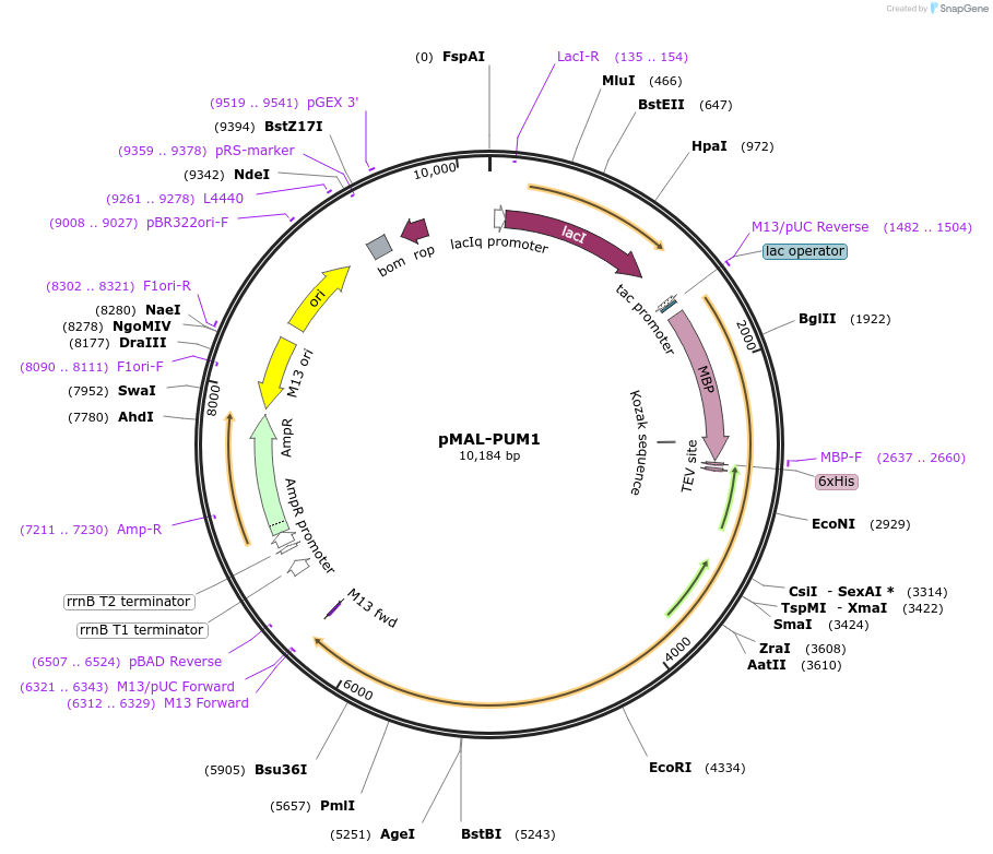 120384-plasmid-map-sequence-id-233913