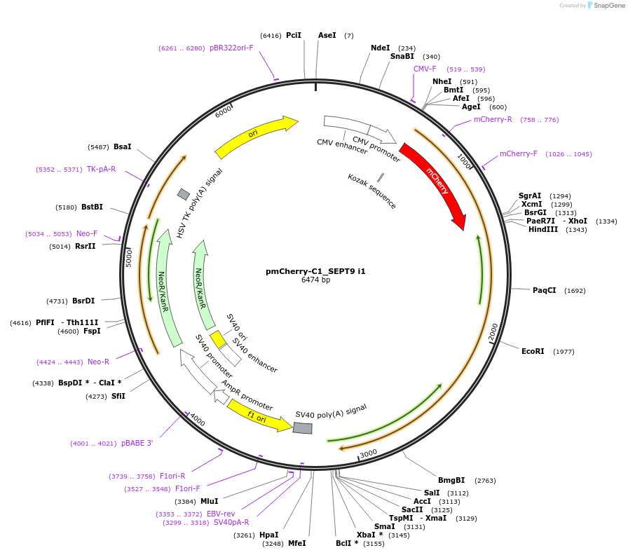 71622-plasmid-map-sequence-id-233931