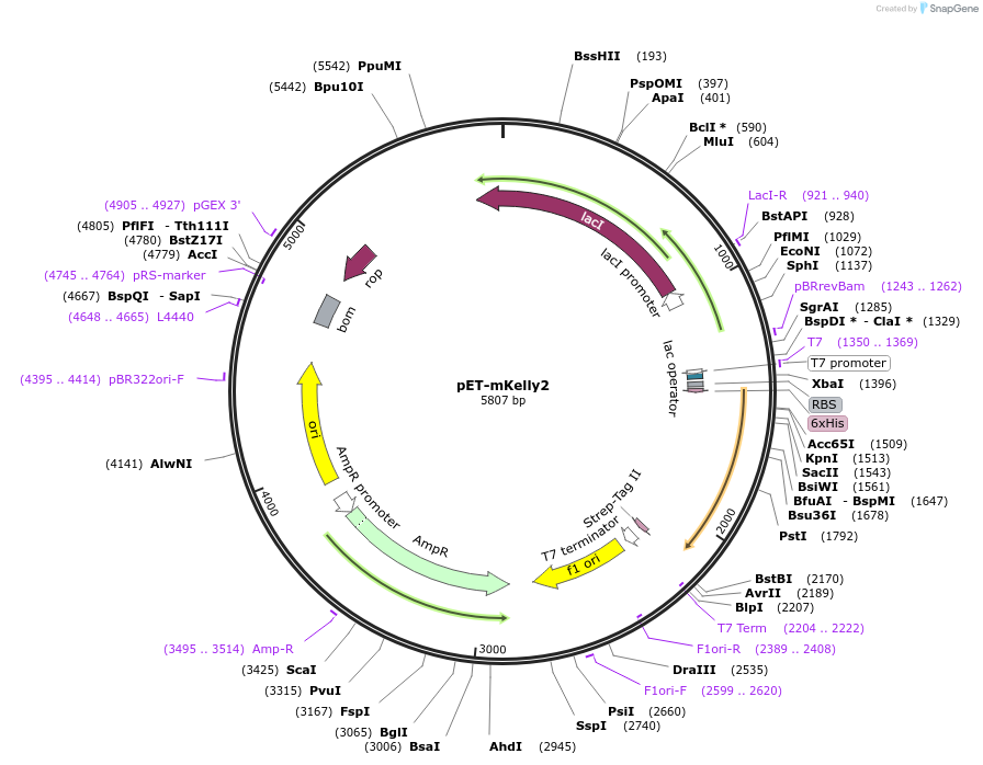 119783-plasmid-map-sequence-id-233934