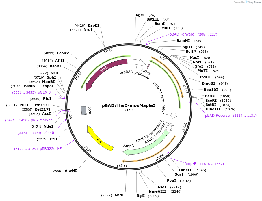 120871-plasmid-map-sequence-id-233936