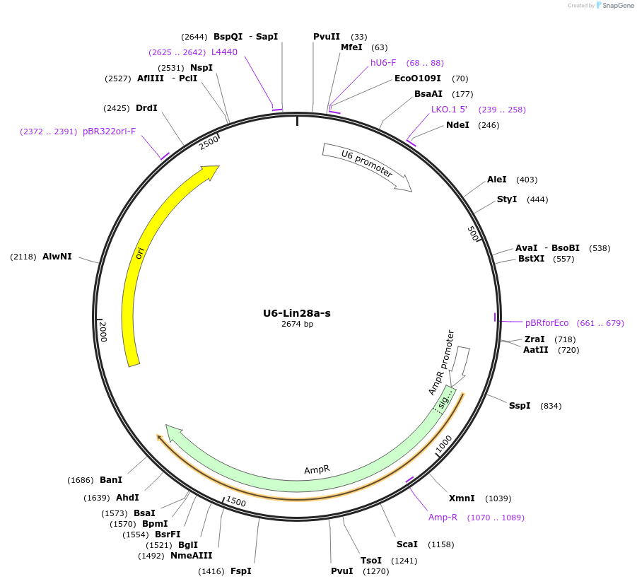 120535-plasmid-map-sequence-id-233980