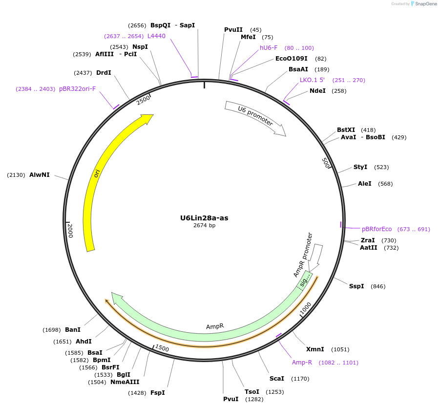 120536-plasmid-map-sequence-id-233987