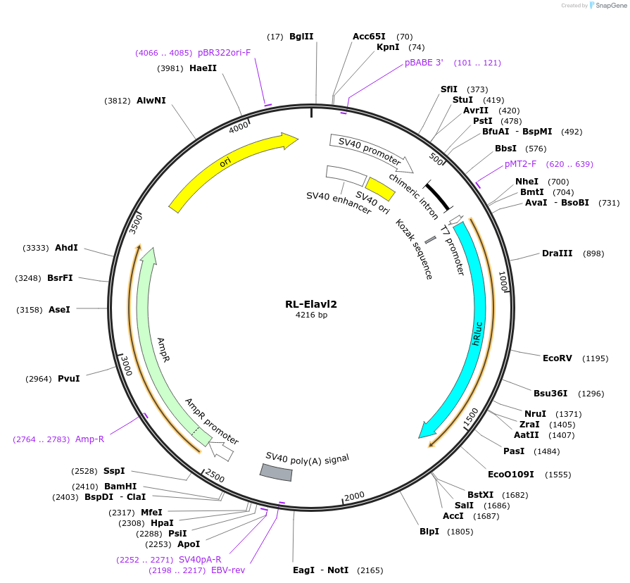 120521-plasmid-map-sequence-id-233989