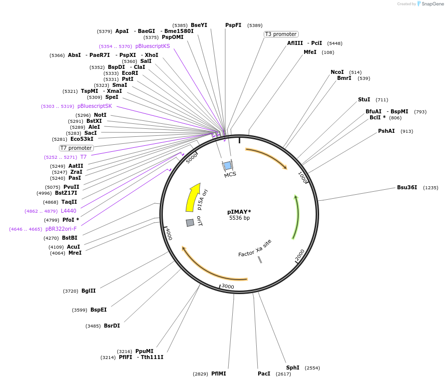 121441-plasmid-map-sequence-id-233991