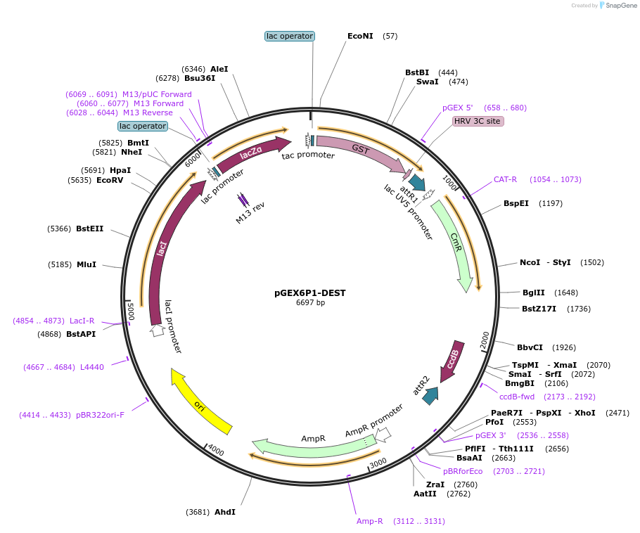 119749-plasmid-map-sequence-id-233993