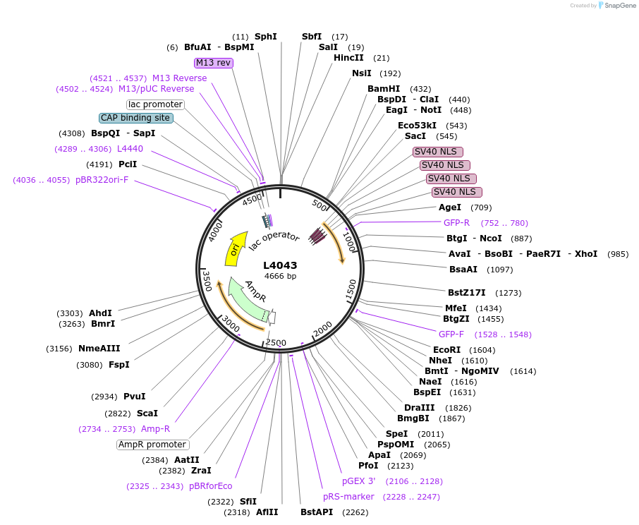 1624-plasmid-map-sequence-id-234