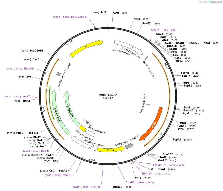 57838-plasmid-map-sequence-id-234000