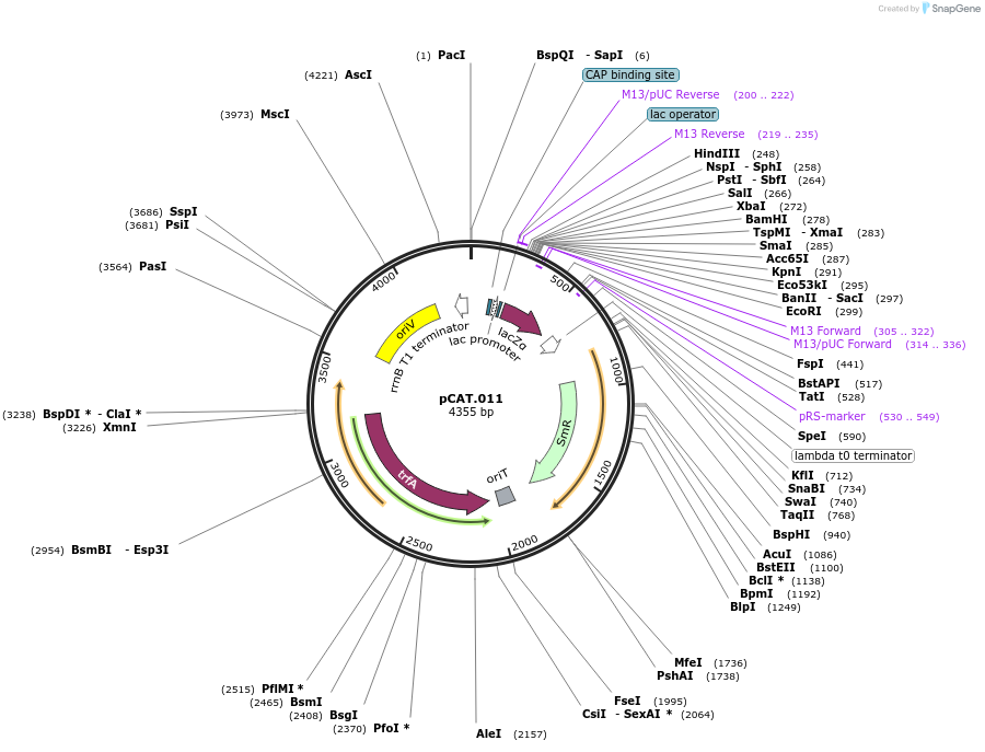119555-plasmid-map-sequence-id-234003