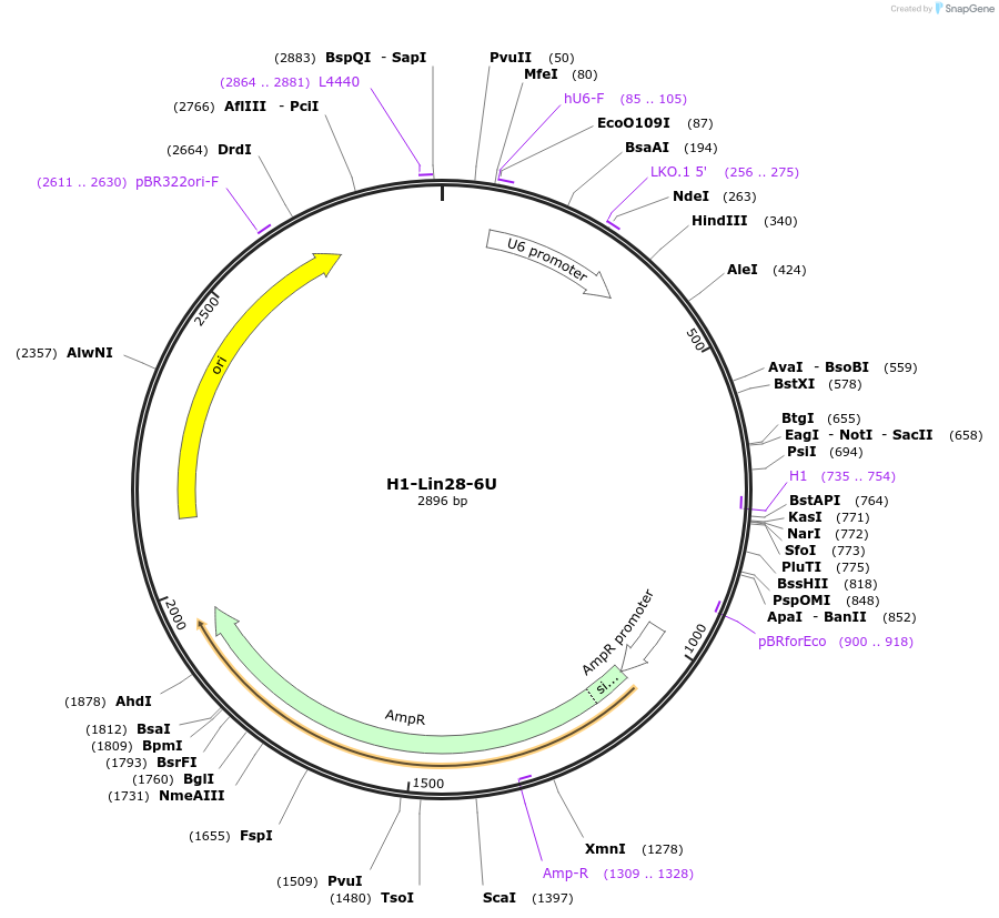120532-plasmid-map-sequence-id-234006