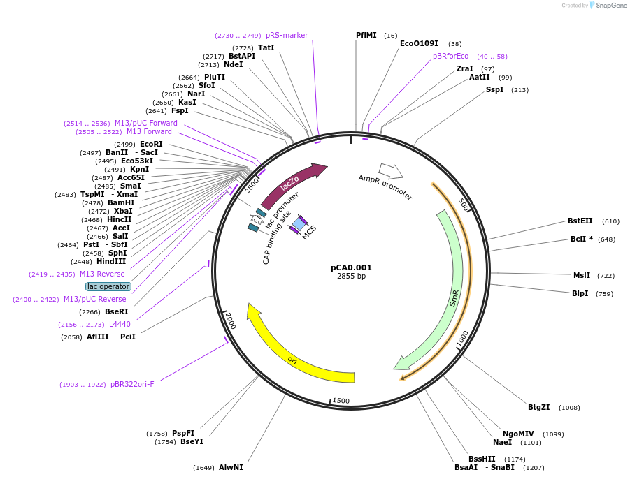 119557-plasmid-map-sequence-id-234014