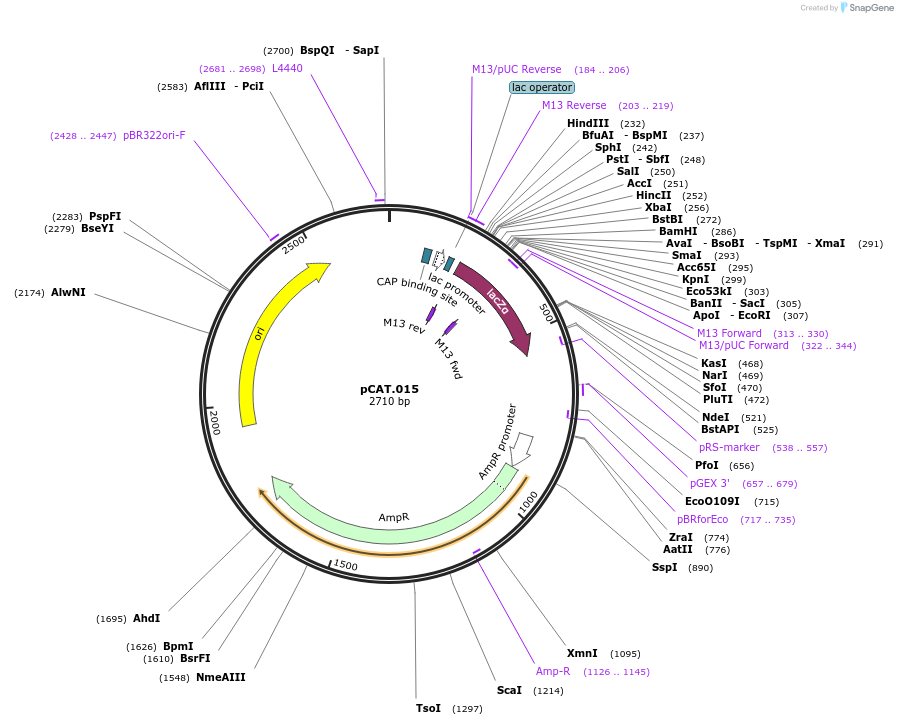 119558-plasmid-map-sequence-id-234015